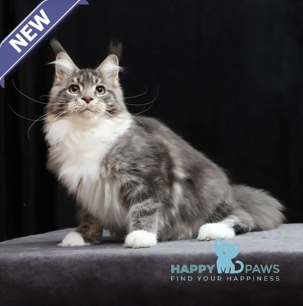 Cyril Maine Coon male blue tabby bicolour live animals
