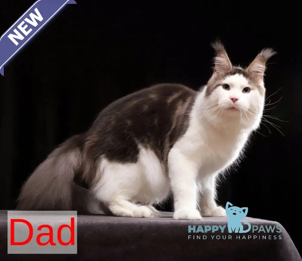 Cyril Maine Coon male blue tabby bicolour live animals