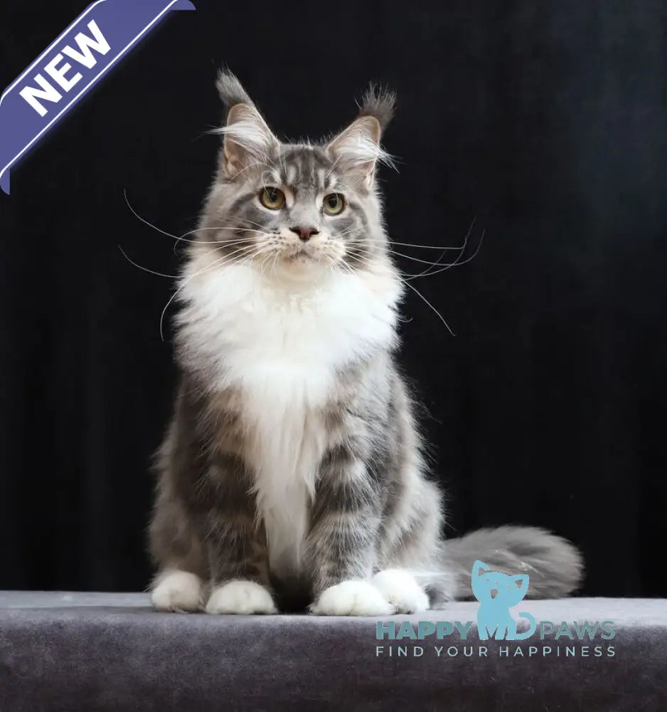 Cyril Maine Coon male blue tabby bicolour live animals