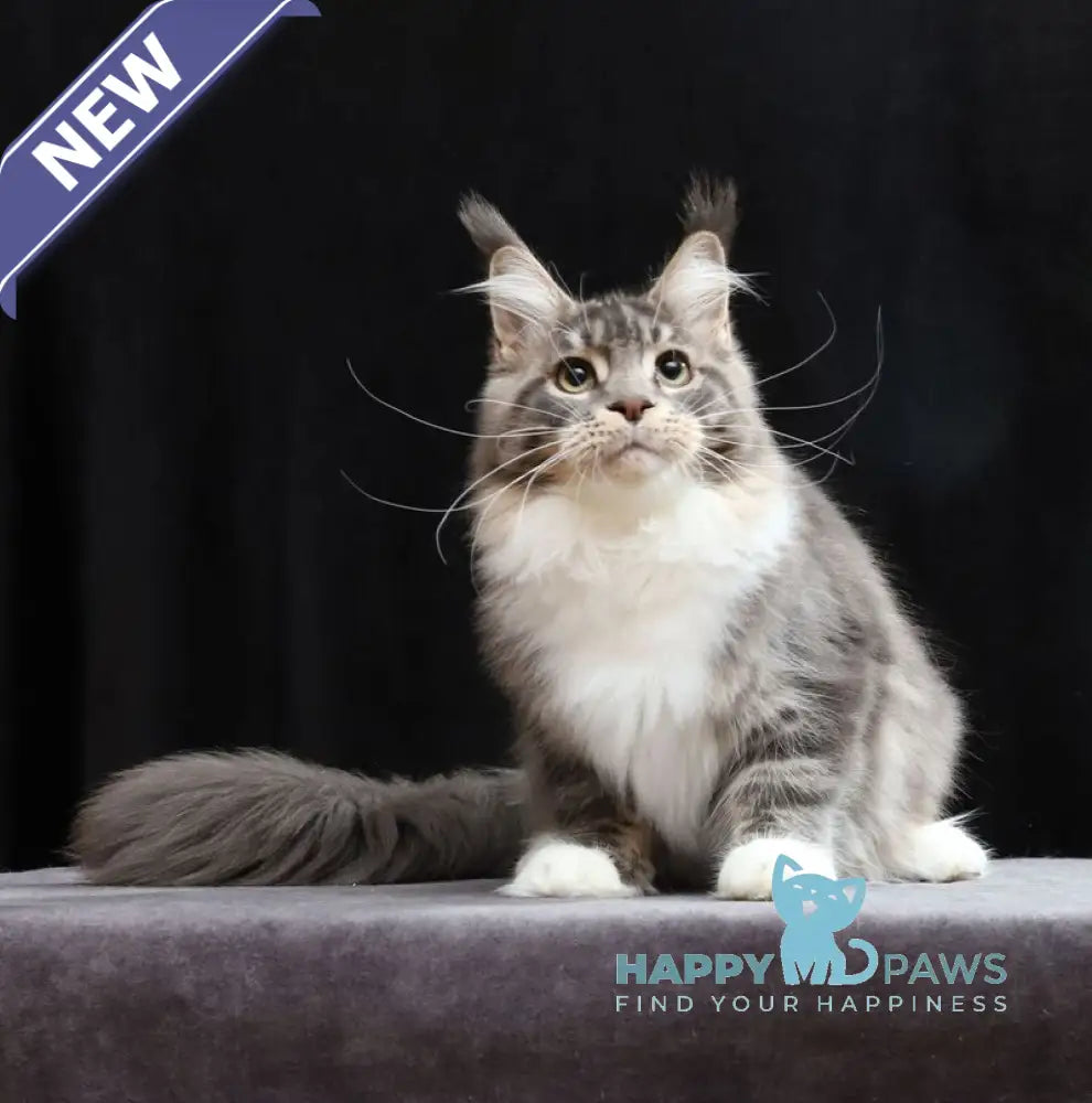 Cyril Maine Coon male blue tabby bicolour live animals