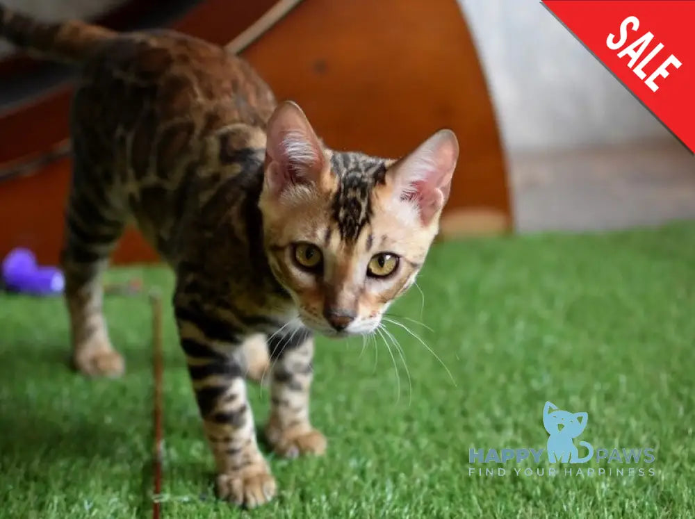 Cyros Bengal male black spotted tabby - live animals