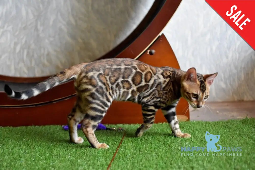 Cyros Bengal male black spotted tabby - live animals