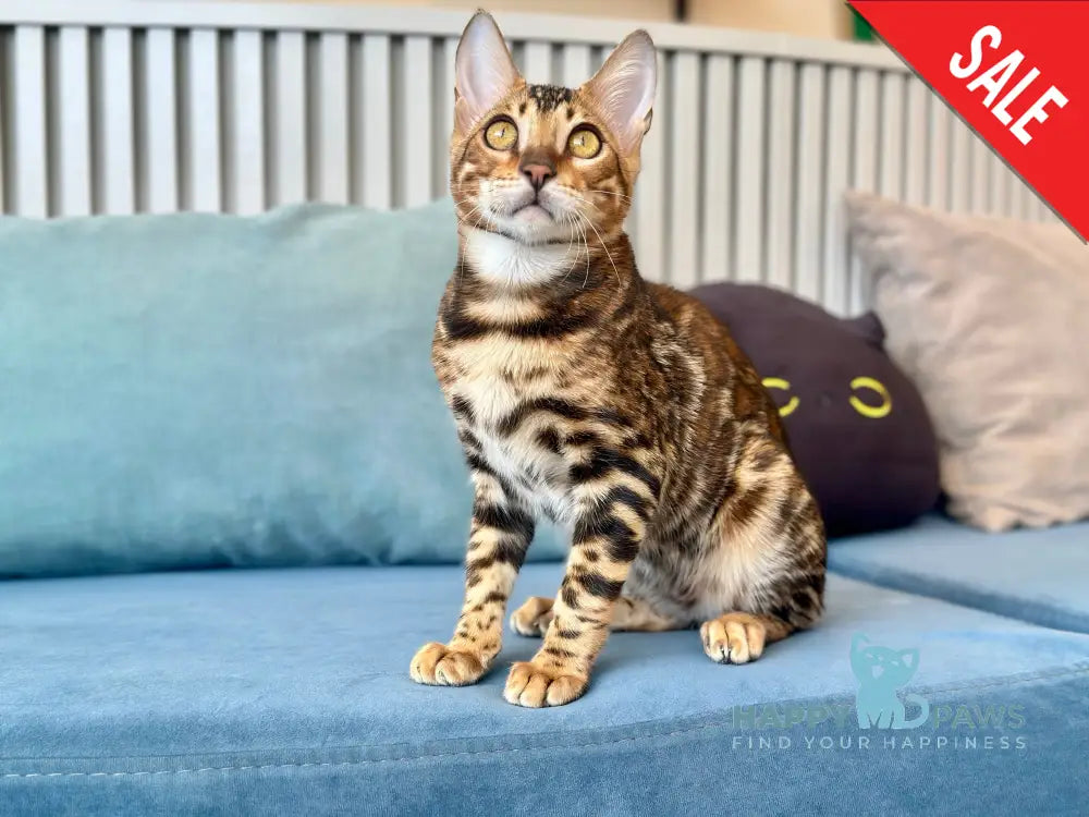 Cyros Bengal male black spotted tabby - live animals