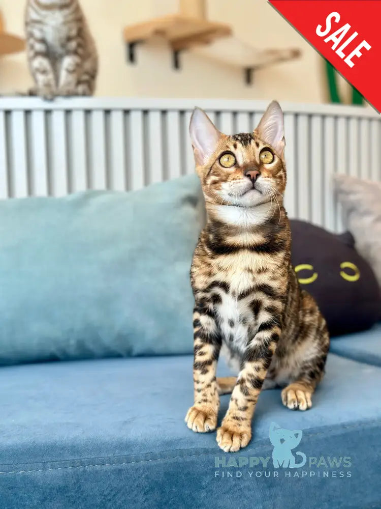 Cyros Bengal male black spotted tabby - live animals