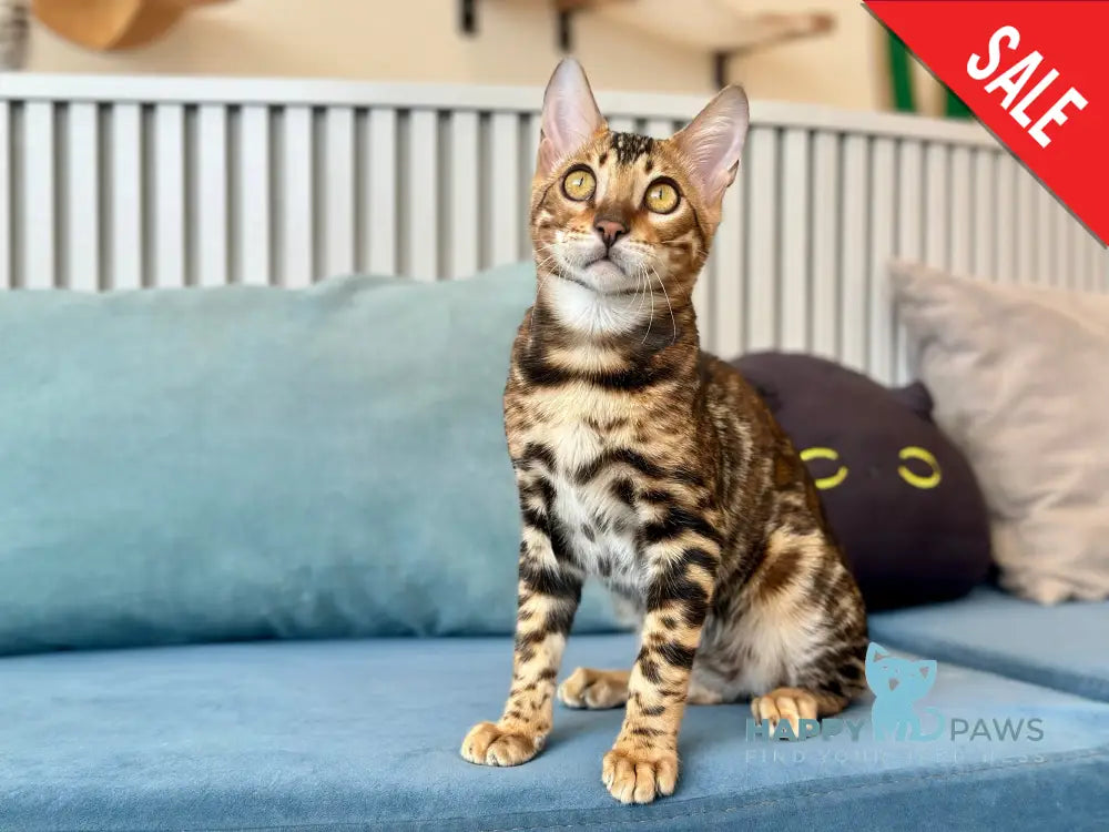 Cyros Bengal male black spotted tabby - live animals