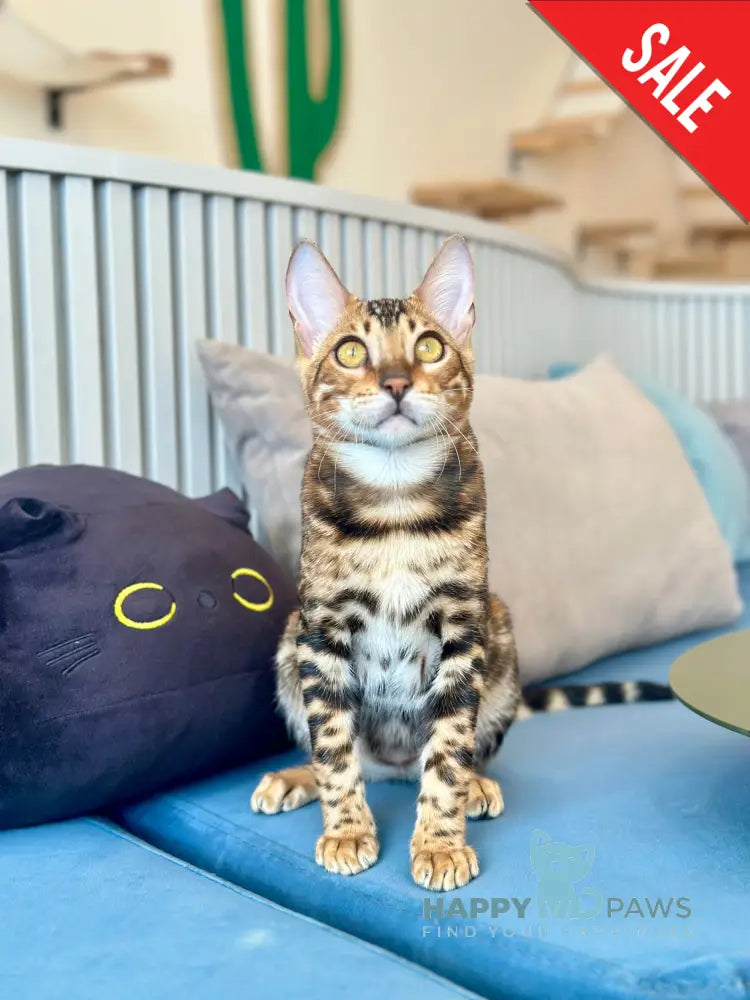 Cyros Bengal male black spotted tabby - live animals