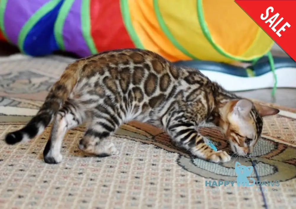 Cyros Bengal male black spotted tabby - live animals