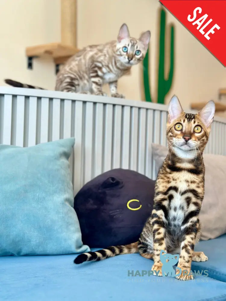Cyros Bengal male black spotted tabby - live animals