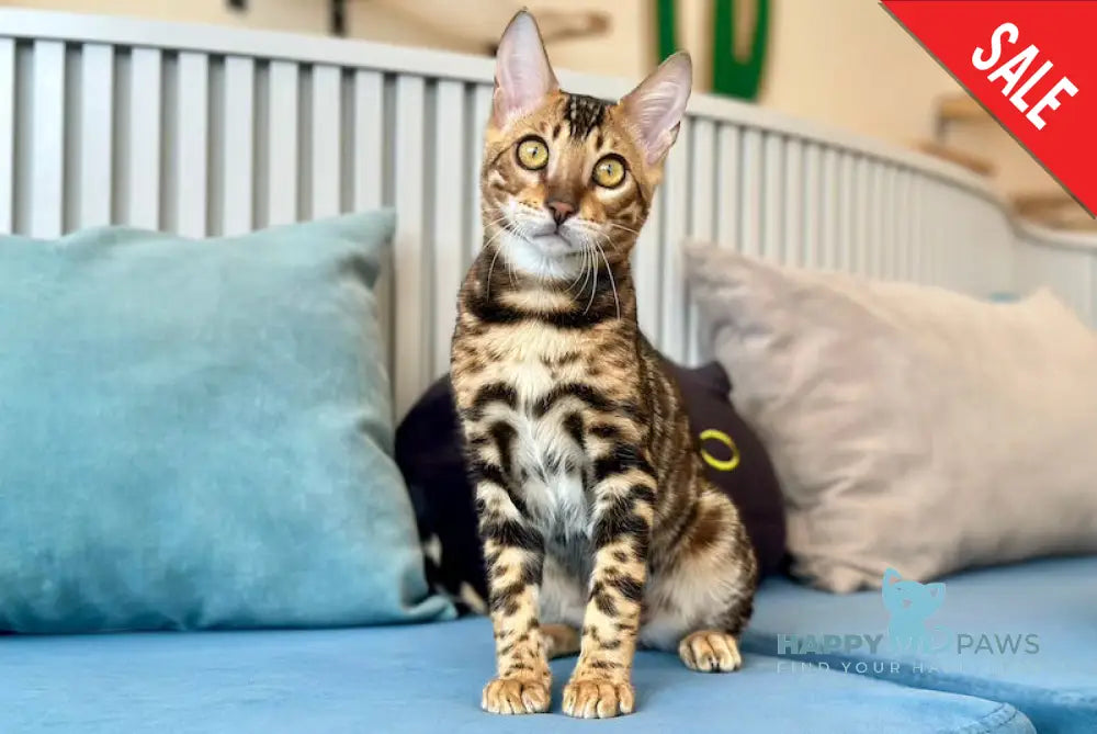 Cyros Bengal male black spotted tabby - live animals