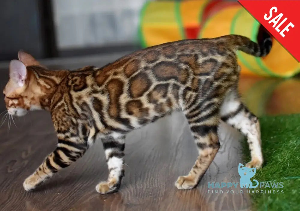 Cyros Bengal male black spotted tabby - live animals
