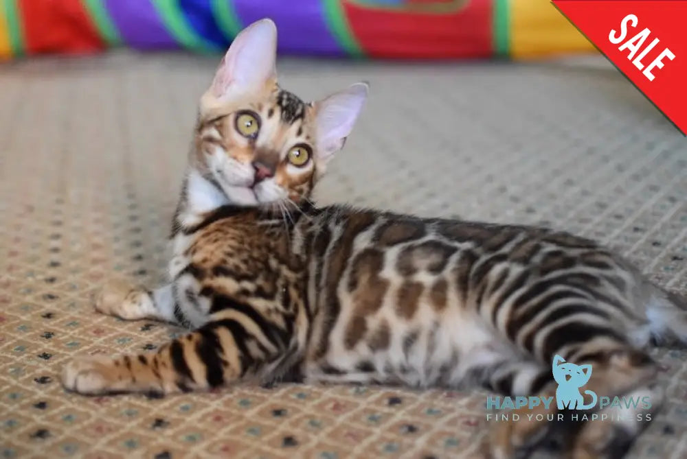 Cyros Bengal male black spotted tabby - live animals