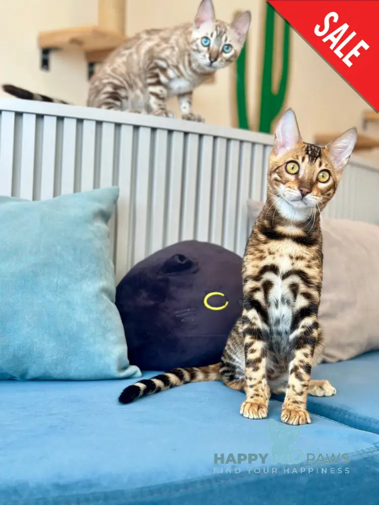 Cyros Bengal male black spotted tabby - live animals