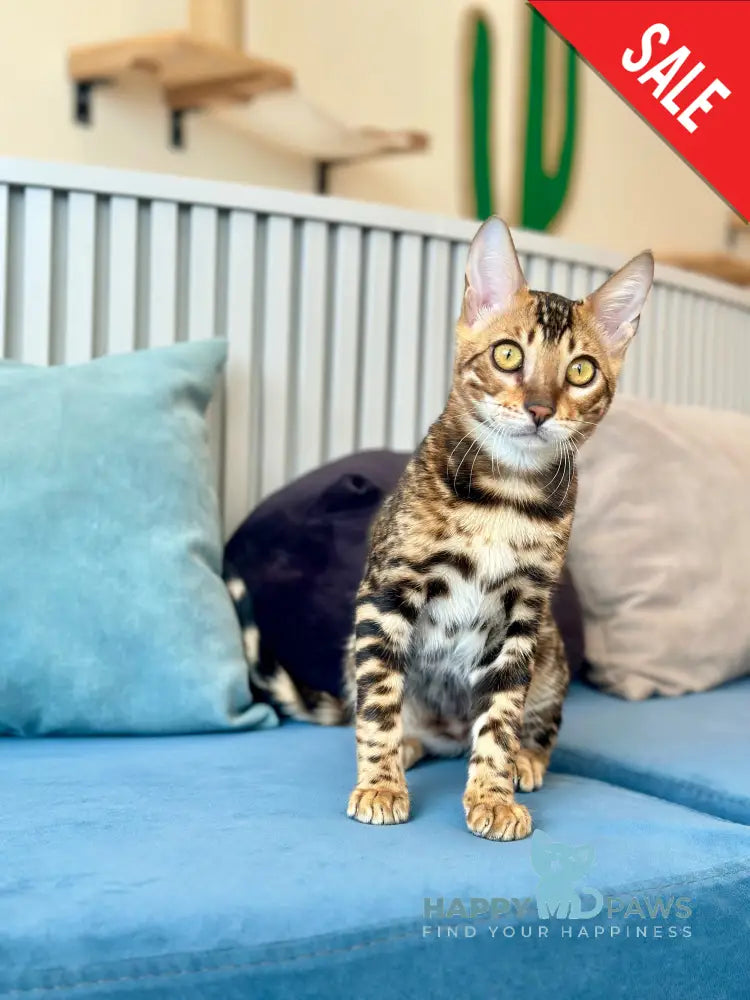 Cyros Bengal male black spotted tabby - live animals