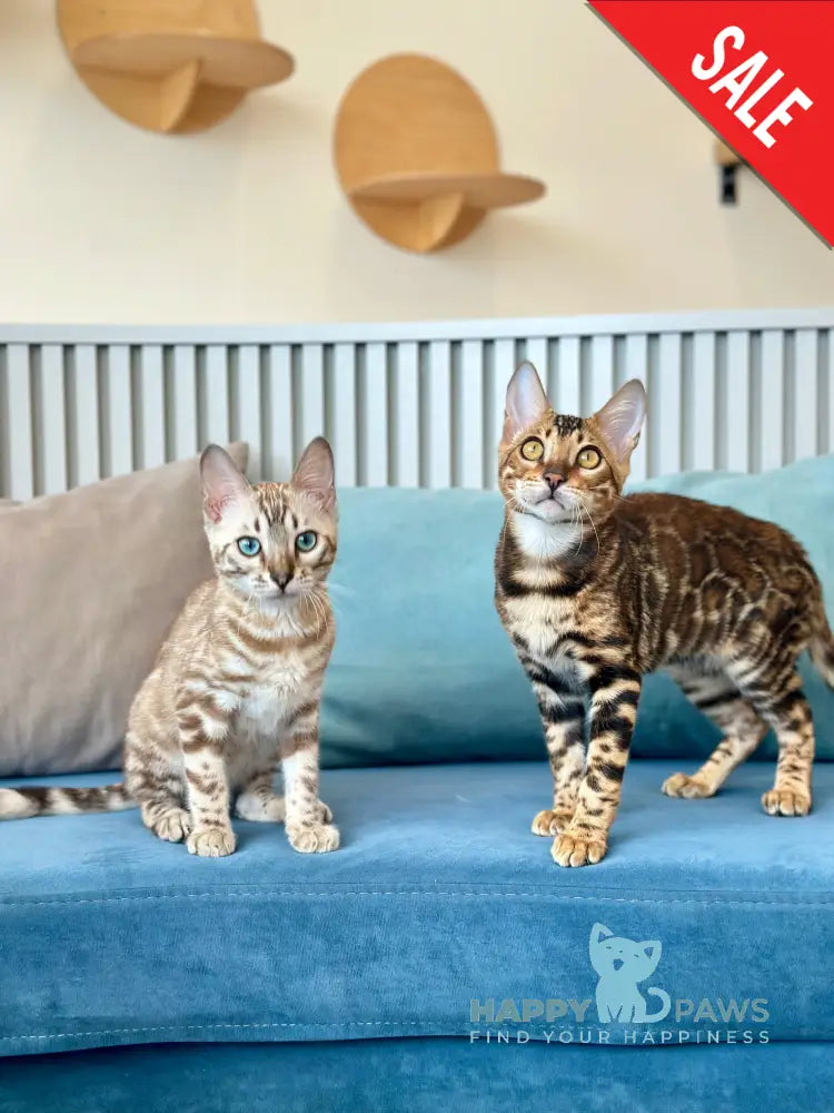 Cyros Bengal male black spotted tabby - live animals