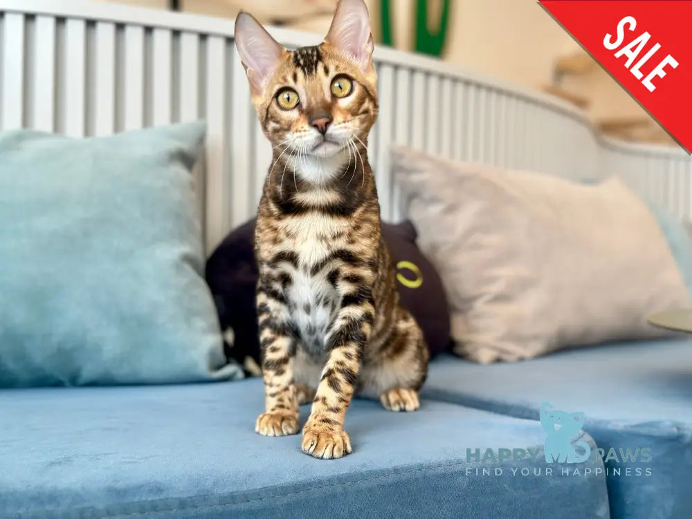 Cyros Bengal male black spotted tabby - live animals
