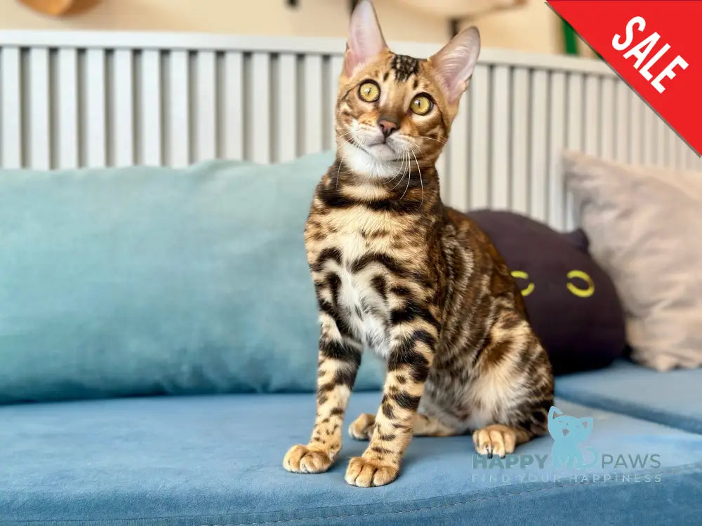 Cyros Bengal male black spotted tabby - live animals