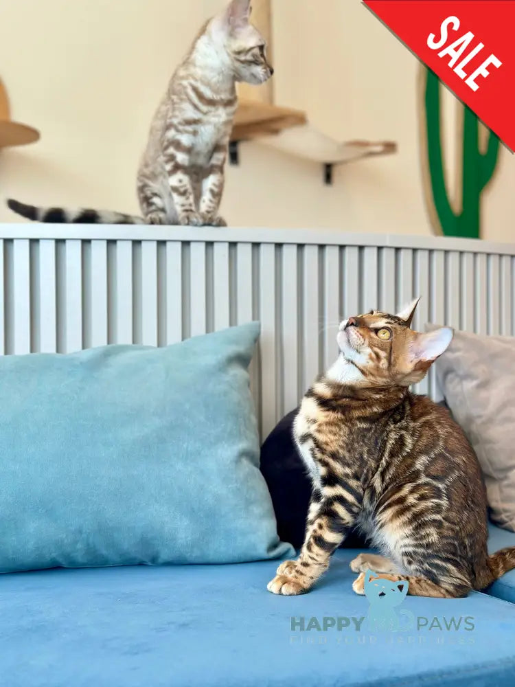 Cyros Bengal male black spotted tabby - live animals