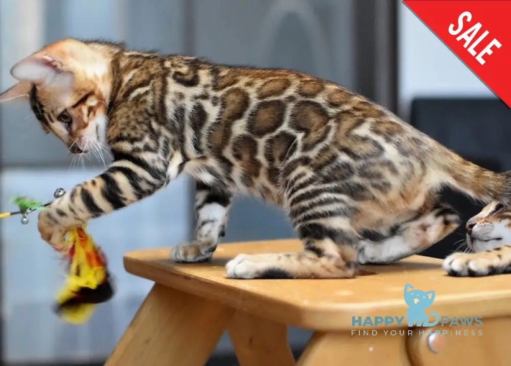 Cyros Bengal male black spotted tabby - live animals