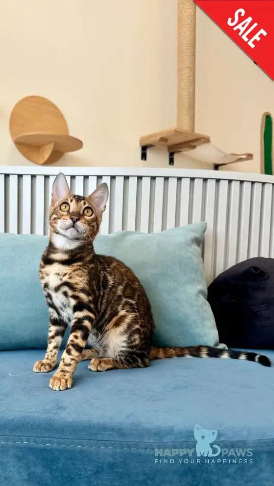 Cyros Bengal male black spotted tabby - live animals