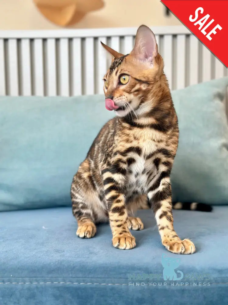 Cyros Bengal male black spotted tabby - live animals