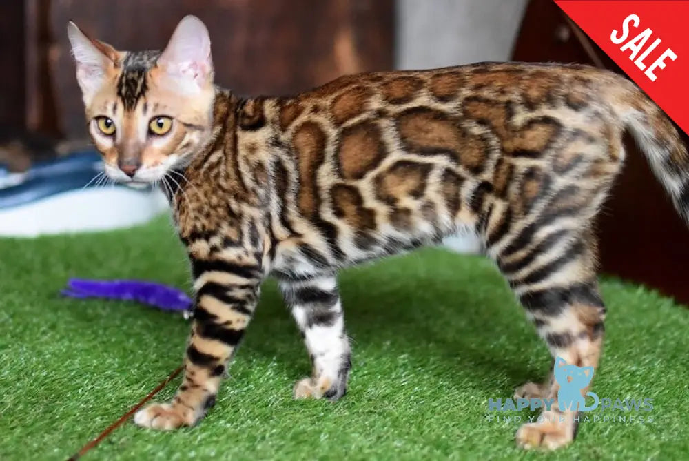 Cyros Bengal male black spotted tabby - live animals