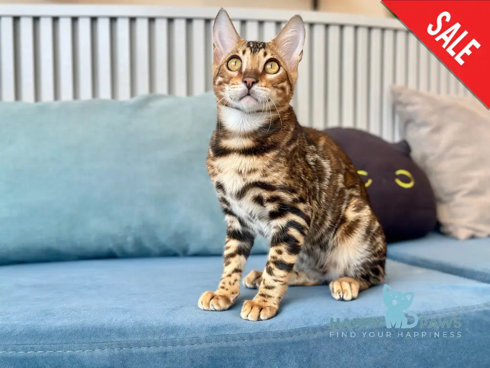 Cyros Bengal male black spotted tabby - live animals