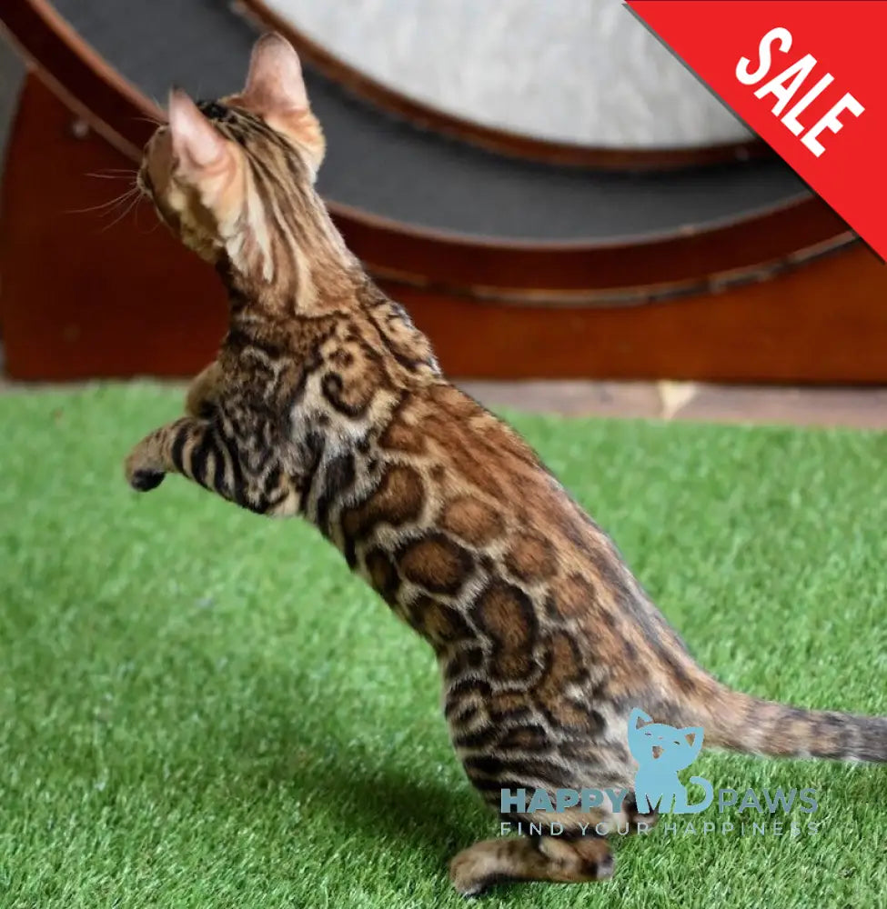 Cyros Bengal male black spotted tabby - live animals