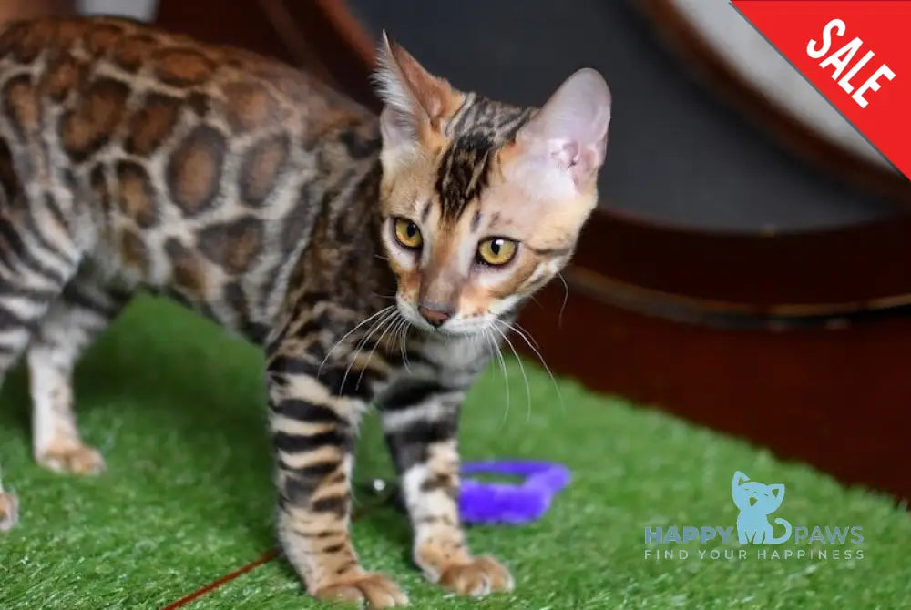 Cyros Bengal male black spotted tabby - live animals