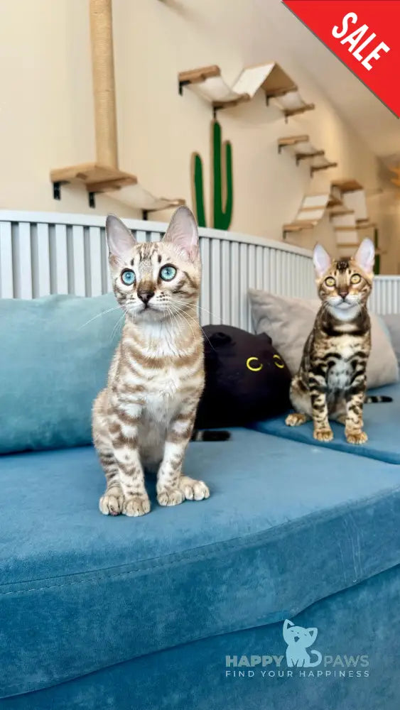 Cyros Bengal male black spotted tabby - live animals