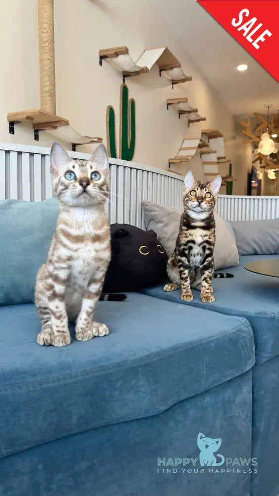 Cyros Bengal male black spotted tabby - live animals
