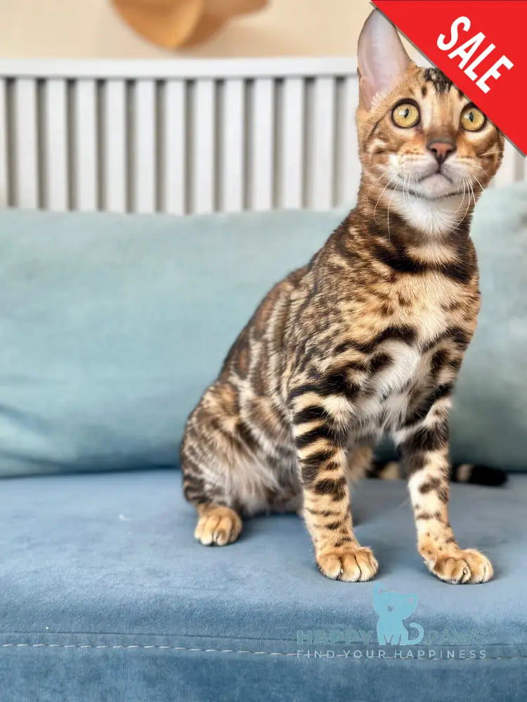 Cyros Bengal male black spotted tabby - live animals