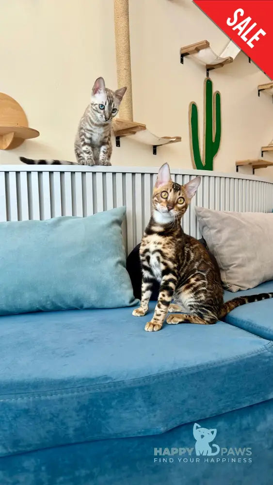 Cyros Bengal male black spotted tabby - live animals