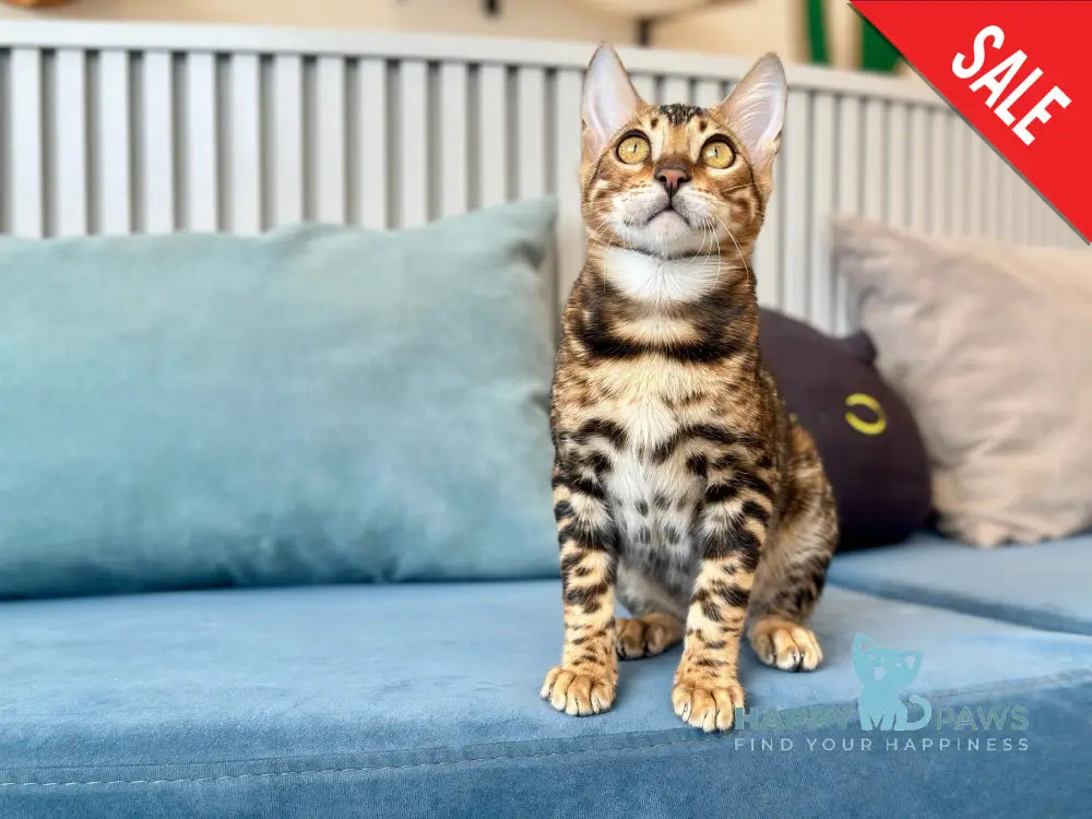 Cyros Bengal male black spotted tabby - live animals