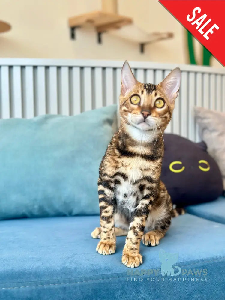 Cyros Bengal male black spotted tabby - live animals