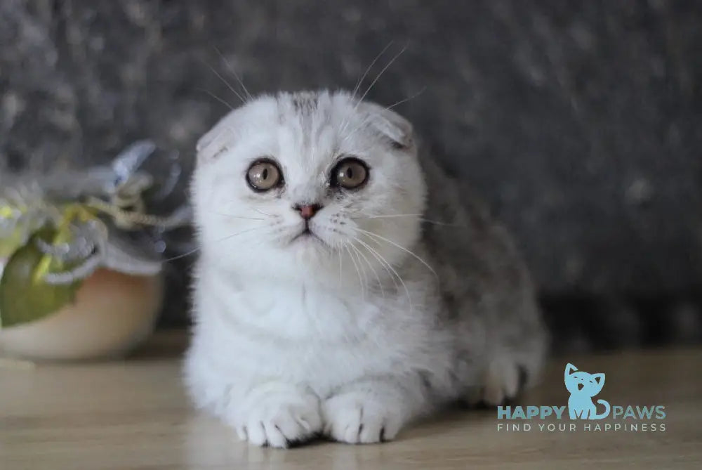 Da Vinci Scottish Fold male black silver tabby live animals