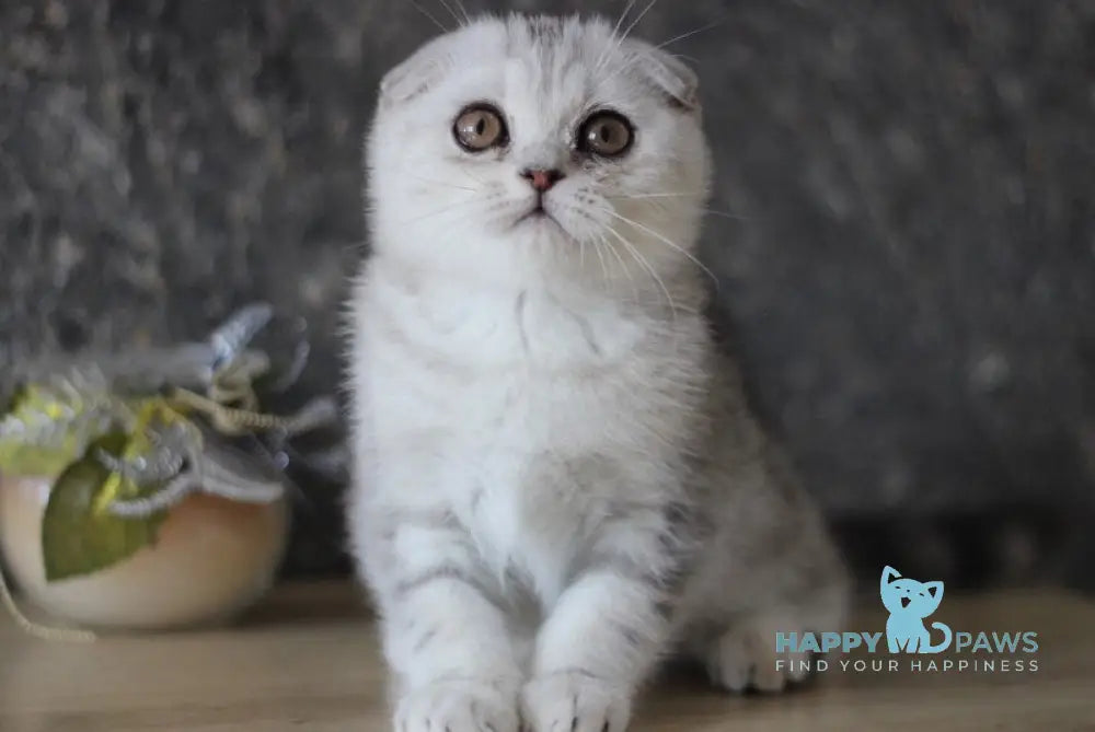 Da Vinci Scottish Fold male black silver tabby live animals