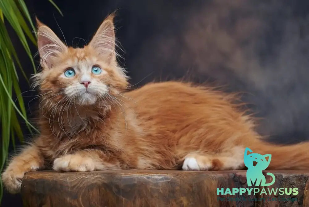 Dacota Maine Coon female red tabby bicolour - live animals