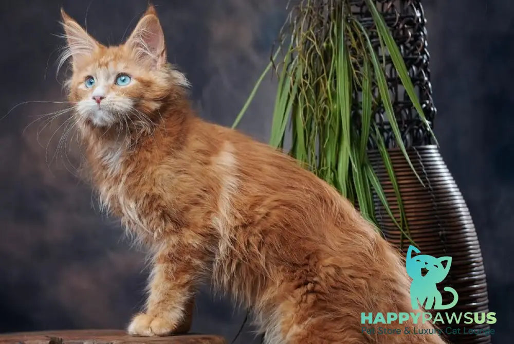 Dacota Maine Coon female red tabby bicolour - live animals