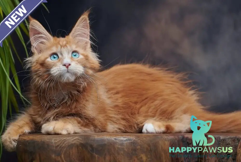 Dacota Maine Coon female red tabby bicolour - live animals