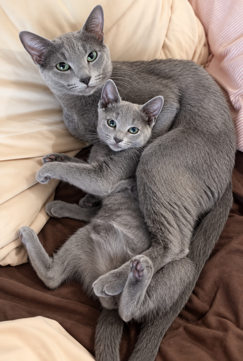 Senpolia Russian Blue female, blue