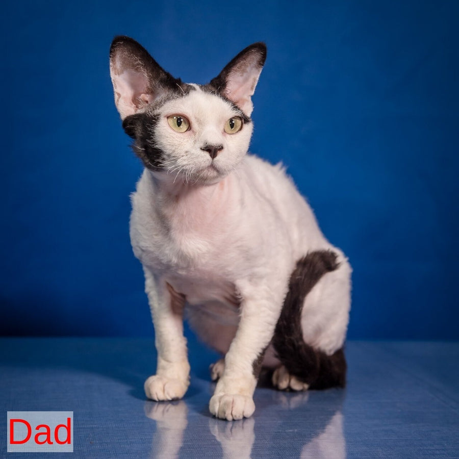 Kiki Devon Rex female, black harlequin