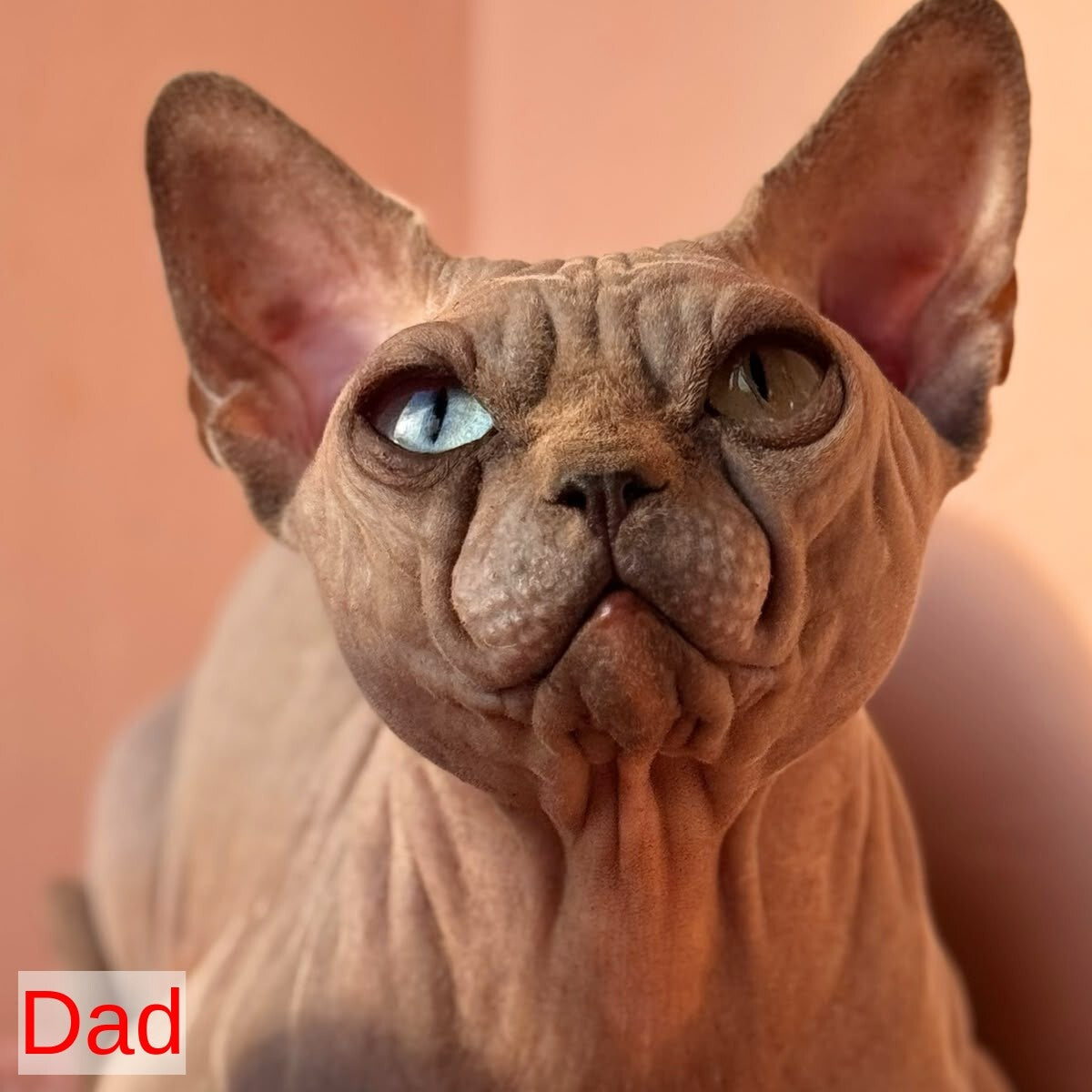Gizmo Canadian Sphynx male, blue