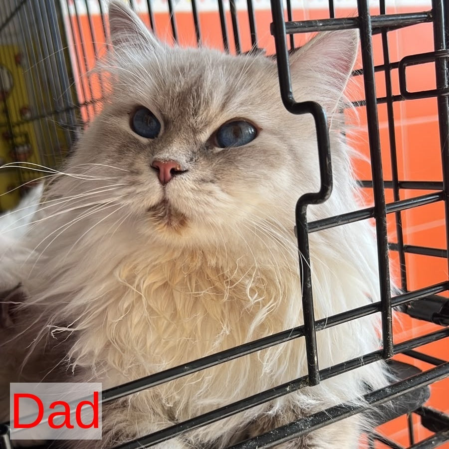 Melissa Siberian female, blue tabby pointed