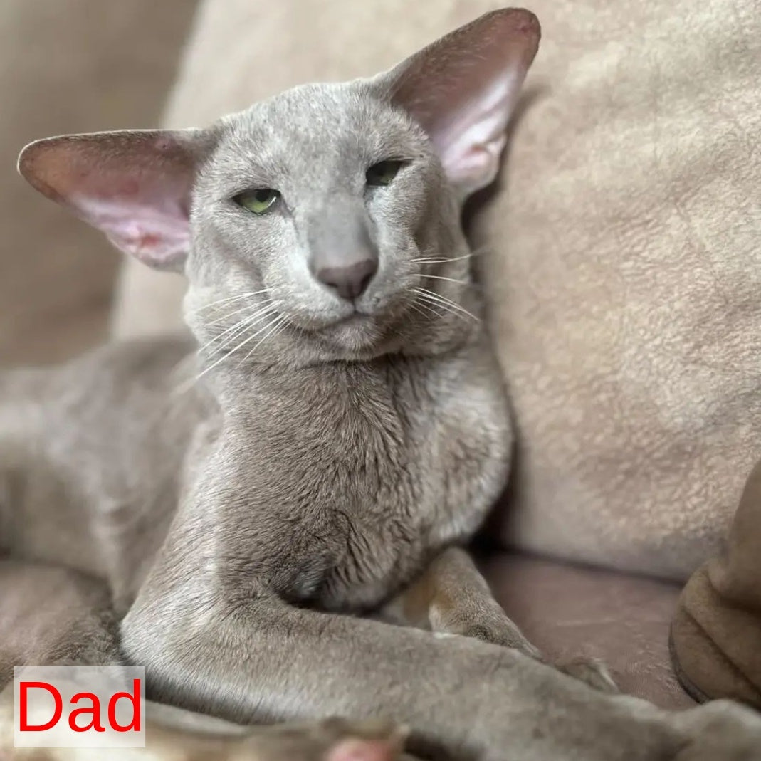 Stella Oriental Shorthair female, white