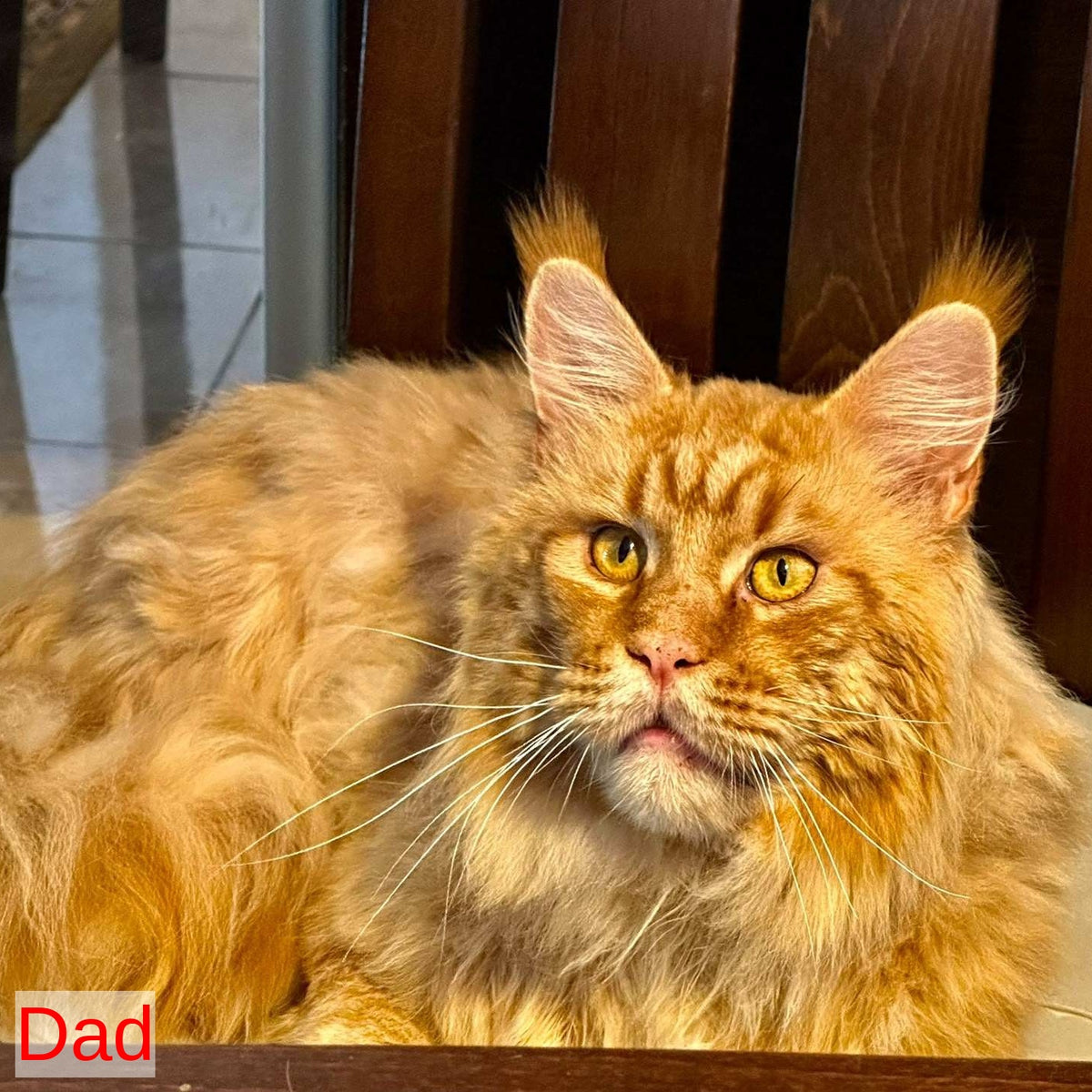 Vivian Maine Coon female, blue tortie with white
