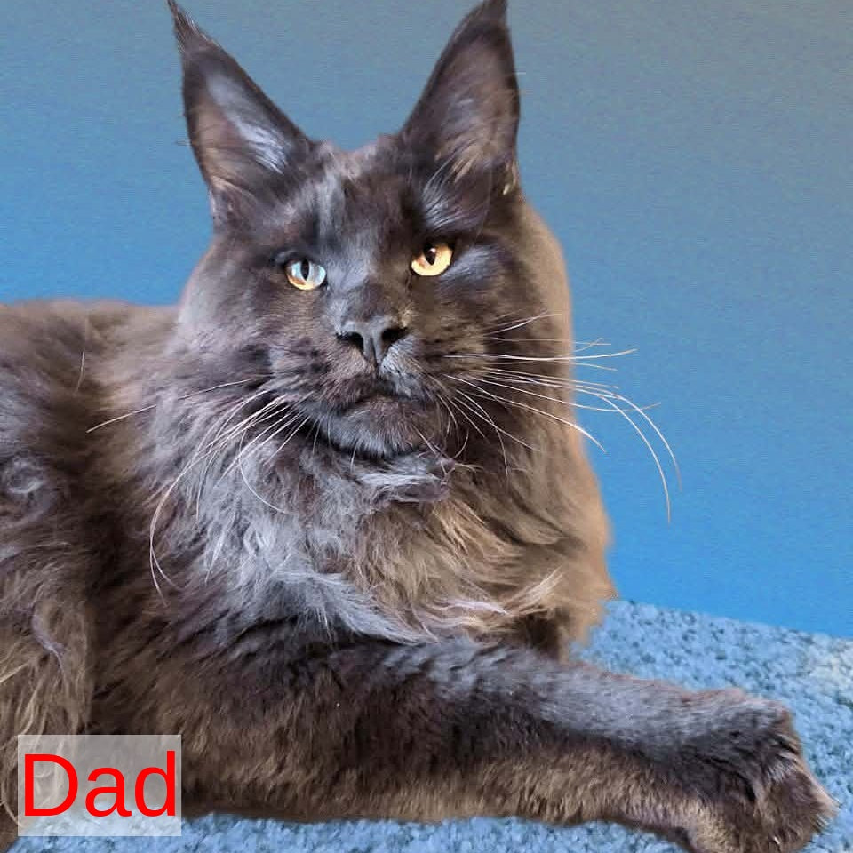 Zefir Maine Coon male, red silver tabby
