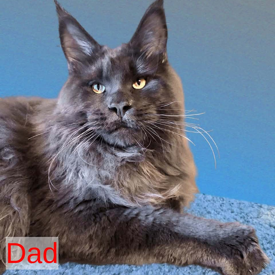 Zefir Maine Coon male, red silver tabby