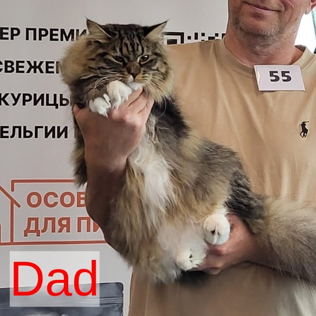 Gala Siberian female, blue with white tabby pointed