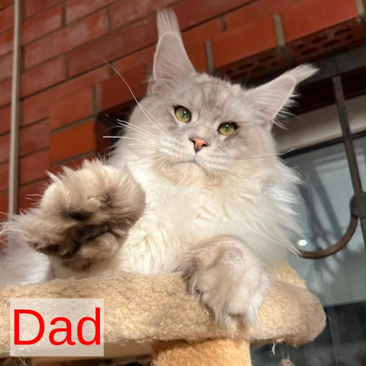 Pirat Maine Coon male, black silver