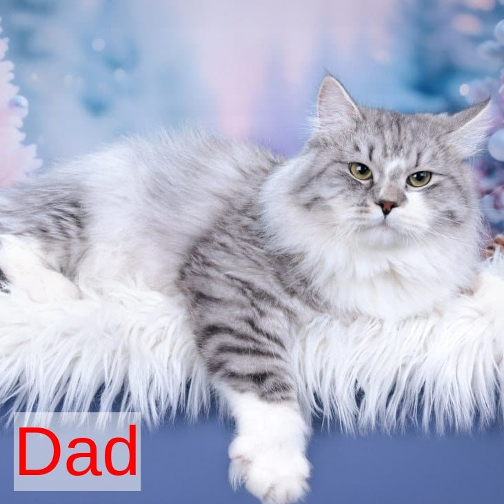 Vintage Siberian male, blue tabby pointed bicolour